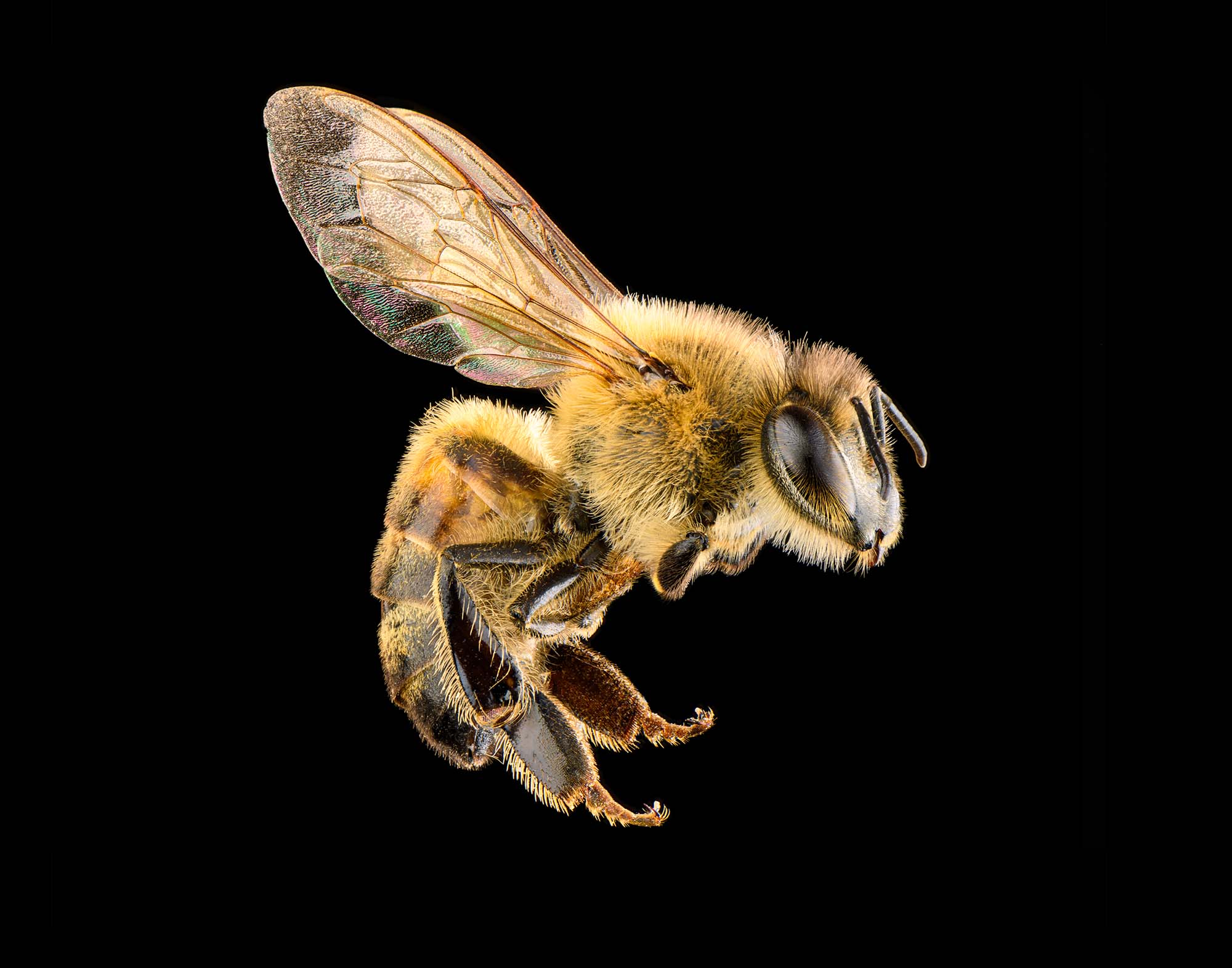bee-removal-service-company
