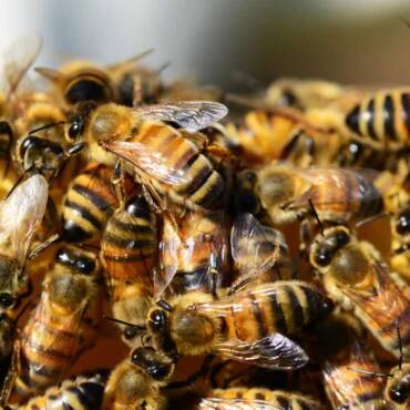 Understanding Bee Relocation and Safe Swarm Removal