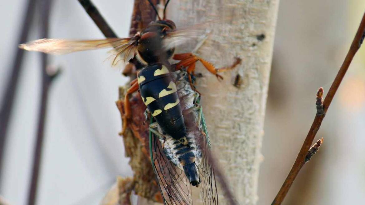 Cicada Killer Wasp Nest Removal