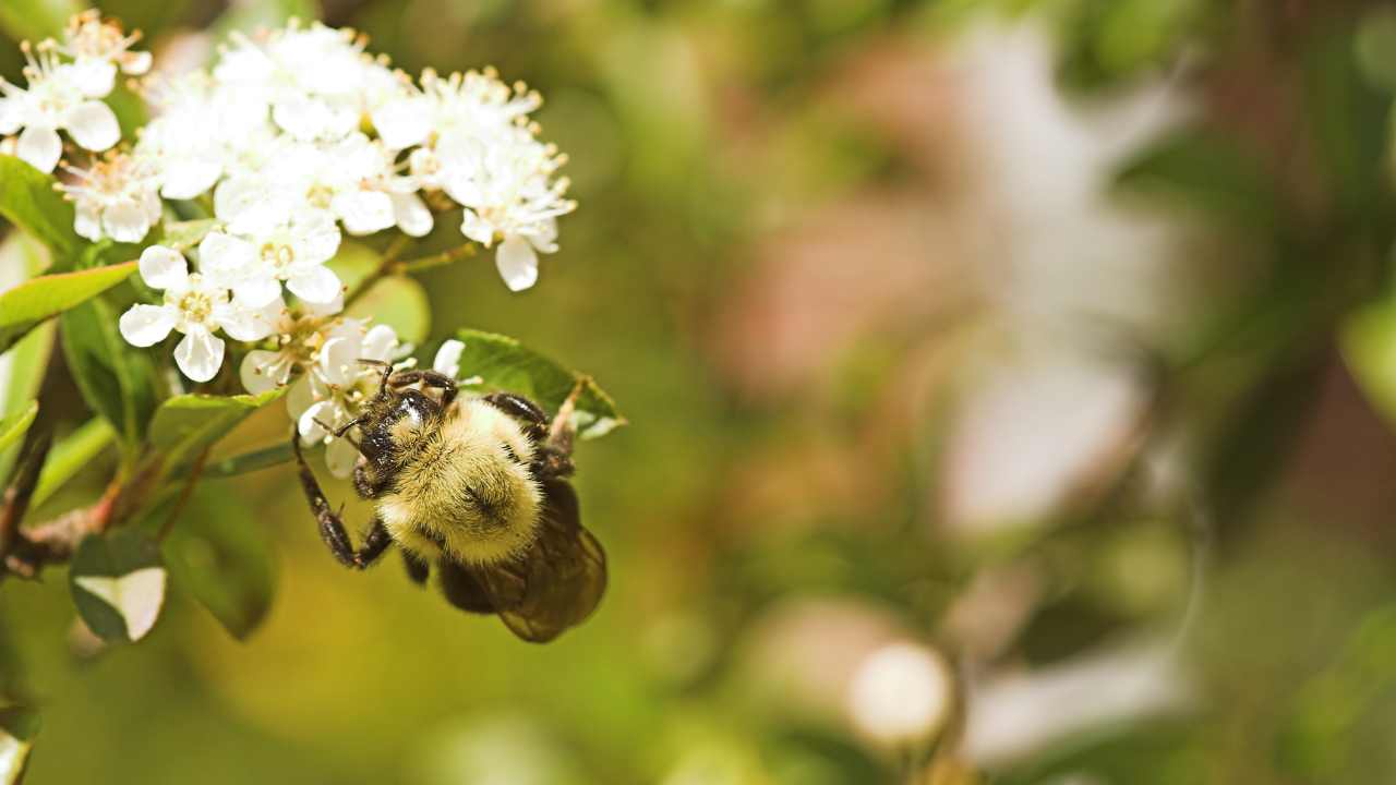 San Antonio Bee Removal