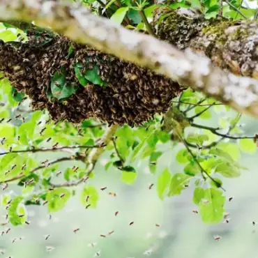 Discover Tyler’s Bee Removal: Your Premier Bee Removal Service in Kyle, Texas