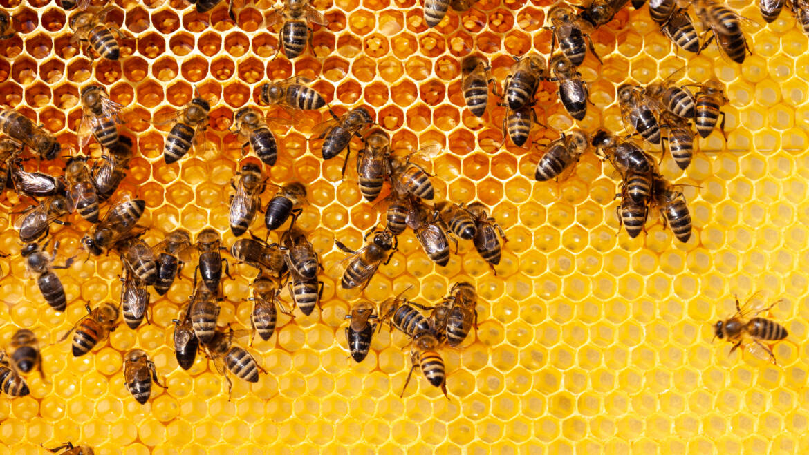 The Cost-Effective Guide to Bee Removal Near You
