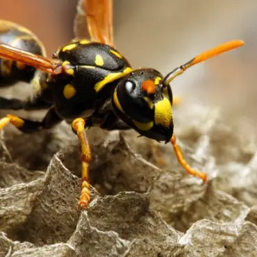 Ultimate Guide to Effective Wasp Removal in Austin, Texas