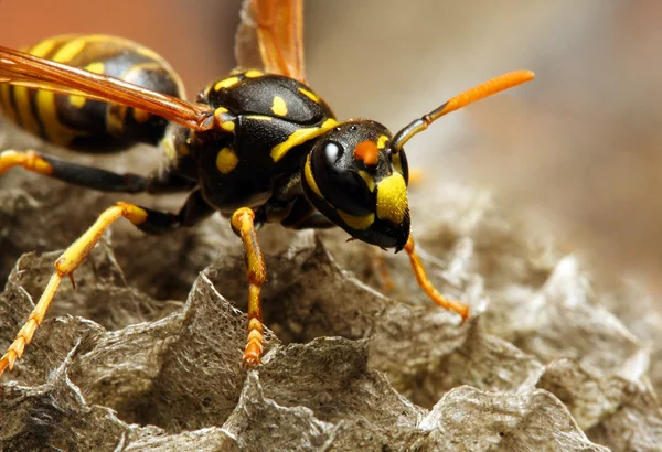 Ultimate Guide to Effective Wasp Removal in Austin, Texas
